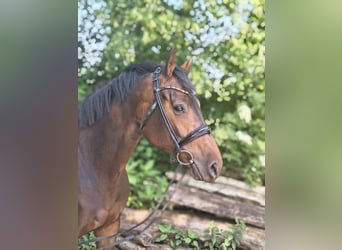Hannoveraan, Merrie, 7 Jaar, 163 cm, Donkerbruin