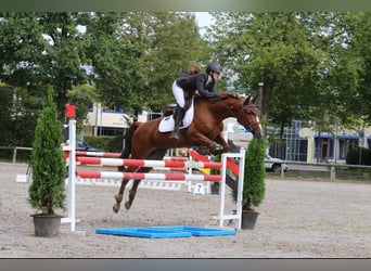 Hannoveraan, Merrie, 7 Jaar, 163 cm, Vos Hannoveraan, Merrie, 7 Jaar, 163 cm, Vos