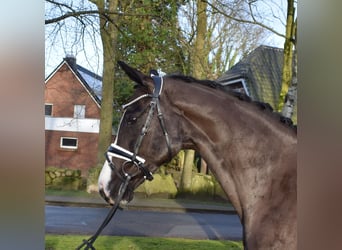 Hannoveraan, Merrie, 7 Jaar, 163 cm, Zwart