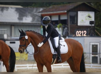 Hannoveraan, Merrie, 7 Jaar, 164 cm, Bruin