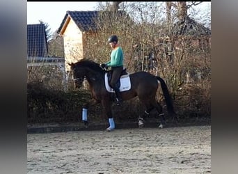 Hannoveraan, Merrie, 7 Jaar, 164 cm, Bruin