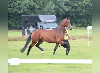 Hannoveraan, Merrie, 7 Jaar, 164 cm, Bruin