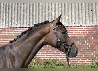 Hannoveraan, Merrie, 7 Jaar, 164 cm, Donkerbruin