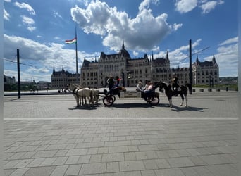 Hannoveraan Mix, Merrie, 7 Jaar, 164 cm, Gevlekt-paard