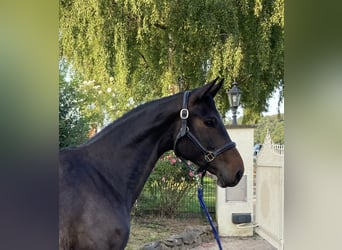 Hannoveraan, Merrie, 7 Jaar, 164 cm, Zwartbruin