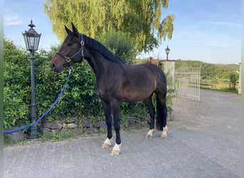 Hannoveraan, Merrie, 7 Jaar, 164 cm, Zwartbruin