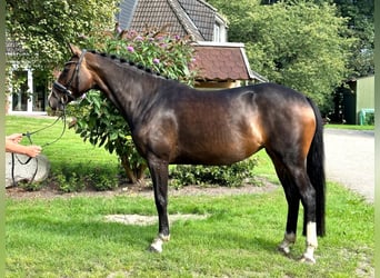 Hannoveraan, Merrie, 7 Jaar, 165 cm, Bruin