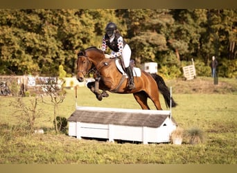 Hannoveraan, Merrie, 7 Jaar, 165 cm, Bruin