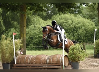 Hannoveraan, Merrie, 7 Jaar, 165 cm, Bruin