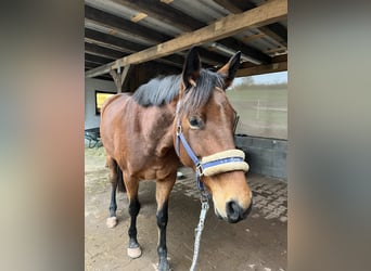 Hannoveraan, Merrie, 7 Jaar, 165 cm, Bruin