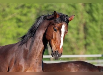 Hannoveraan, Merrie, 7 Jaar, 165 cm, Donkere-vos