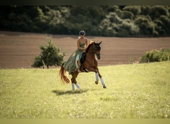 Hannoveraan, Merrie, 7 Jaar, 165 cm, Vos