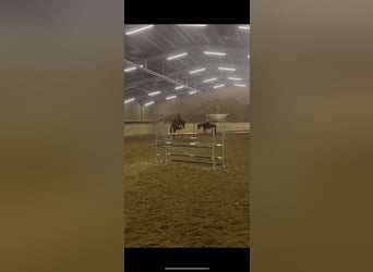 Hannoveraan, Merrie, 7 Jaar, 165 cm, Vos