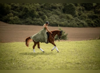 Hannoveraan, Merrie, 7 Jaar, 165 cm, Vos
