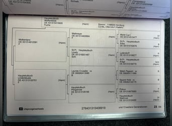 Hannoveraan, Merrie, 7 Jaar, 165 cm, Vos