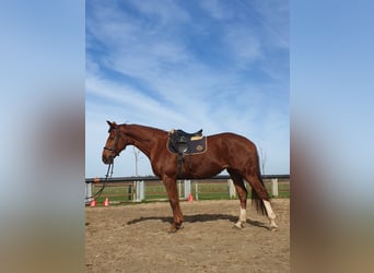 Hannoveraan, Merrie, 7 Jaar, 165 cm, Vos