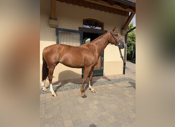 Hannoveraan, Merrie, 7 Jaar, 165 cm, Vos