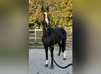 Hannoveraan, Merrie, 7 Jaar, 165 cm, Zwart