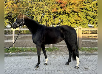 Hannoveraan, Merrie, 7 Jaar, 165 cm, Zwart