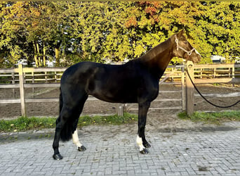 Hannoveraan, Merrie, 7 Jaar, 165 cm, Zwart