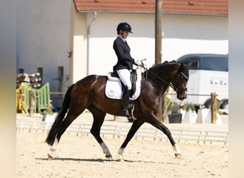 Hannoveraan, Merrie, 7 Jaar, 166 cm, Donkerbruin