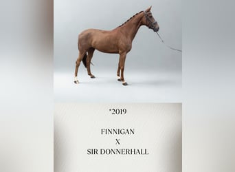 Hannoveraan, Merrie, 7 Jaar, 166 cm, Donkere-vos