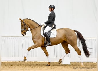 Hannoveraan, Merrie, 7 Jaar, 166 cm, Donkere-vos