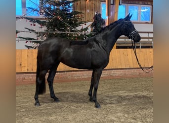 Hannoveraan, Merrie, 7 Jaar, 166 cm, Zwart