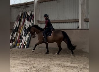 Hannoveraan, Merrie, 7 Jaar, 167 cm, Bruin