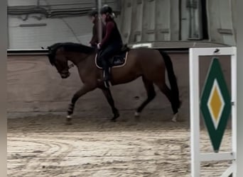 Hannoveraan, Merrie, 7 Jaar, 167 cm, Bruin