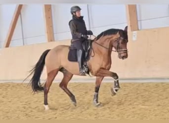 Hannoveraan, Merrie, 7 Jaar, 167 cm, Bruin