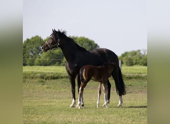 Hannoveraan, Merrie, 7 Jaar, 167 cm, Donkerbruin