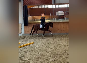 Hannoveraan, Merrie, 7 Jaar, 167 cm, Donkere-vos