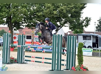 Hannoveraan, Merrie, 7 Jaar, 167 cm, Schimmel