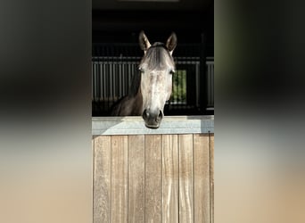 Hannoveraan, Merrie, 7 Jaar, 167 cm, Schimmel