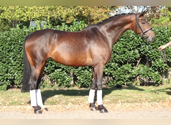 Hannoveraan, Merrie, 7 Jaar, 168 cm, Bruin