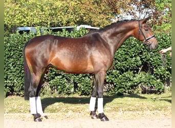 Hannoveraan, Merrie, 7 Jaar, 168 cm, Bruin