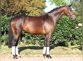 Hannoveraan, Merrie, 7 Jaar, 168 cm, Bruin