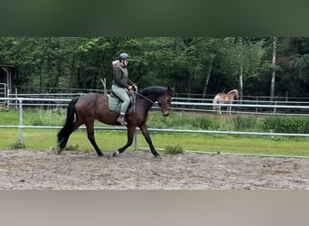 Hannoveraan, Merrie, 7 Jaar, 168 cm, Bruin