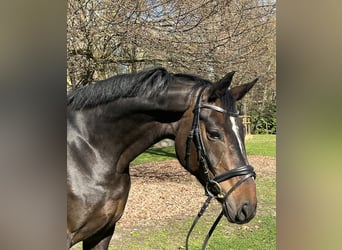 Hannoveraan, Merrie, 7 Jaar, 168 cm, Donkerbruin