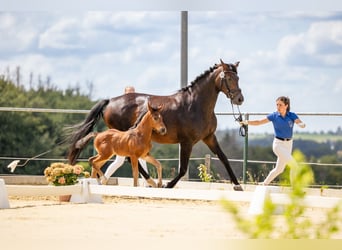 Hannoveraan, Merrie, 7 Jaar, 168 cm, Donkerbruin