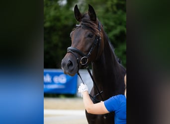 Hannoveraan, Merrie, 7 Jaar, 168 cm, Donkerbruin