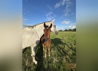 Hannoveraan, Merrie, 7 Jaar, 168 cm, Schimmel