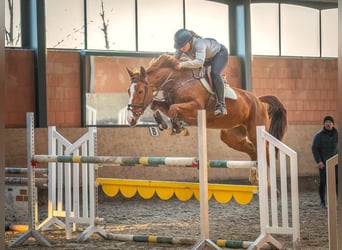 Hannoveraan, Merrie, 7 Jaar, 168 cm, Vos