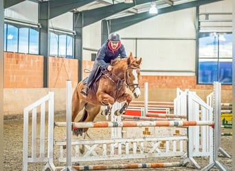 Hannoveraan, Merrie, 7 Jaar, 168 cm, Vos