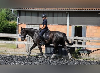 Hannoveraan, Merrie, 7 Jaar, 168 cm, Zwart
