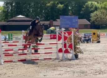 Hannoveraan, Merrie, 7 Jaar, 169 cm, Donkerbruin
