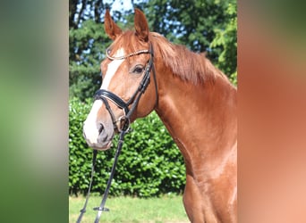Hannoveraan, Merrie, 7 Jaar, 169 cm, Vos