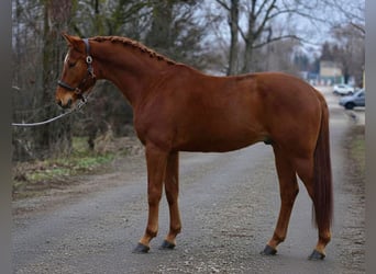 Hannoveraan, Merrie, 7 Jaar, 169 cm, Vos