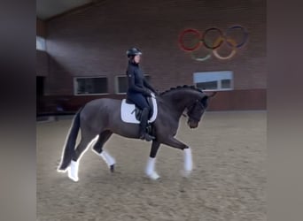 Hannoveraan, Merrie, 7 Jaar, 169 cm, Zwartbruin